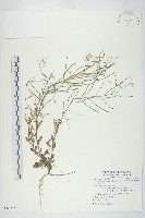 藏品(玉山筷子芥)的圖片