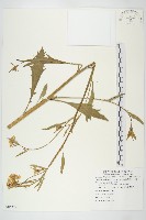 藏品(油菜)的圖片