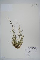 藏品(細葉蘭花參)的圖片