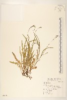 藏品(兔仔菜)的圖片