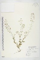 藏品(薺)的圖片