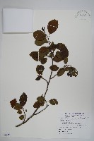 藏品(臺灣赤楊、臺灣榿木)的圖片