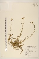 藏品(福山氏飛蓬)的圖片