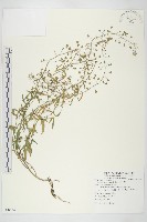 藏品(薺)的圖片