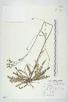 藏品(台灣黃鵪菜)的圖片