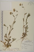 藏品(日本假蓬)的圖片