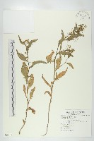 藏品(葶藶)的圖片