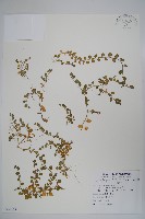 藏品(普刺特草)的圖片