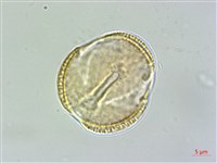 藏品(臺東龍膽)的圖片