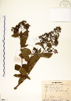 藏品(九芎)的圖片