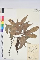 藏品(細刺栲)的圖片