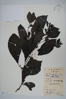 藏品(馬藍)的圖片