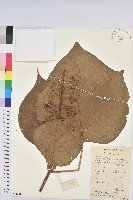 藏品(南平野桐)的圖片