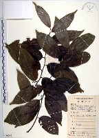 藏品(羅庚果)的圖片