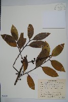 藏品(厚葉冬青)的圖片