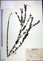 藏品(鐵掃帚、千里光)的圖片