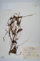 藏品(柳葉牛膝)的圖片