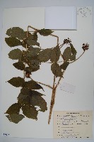 藏品(長刺蔥木)的圖片