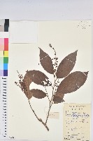 藏品(黃毛五月茶)的圖片