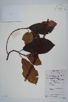 藏品(水東哥)的圖片