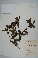 藏品(密毛假黃楊)的圖片