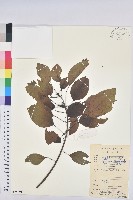 藏品(白臼)的圖片