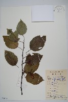 藏品(闊葉獼猴桃)的圖片