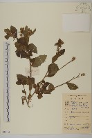 藏品(七里明艾納香)的圖片