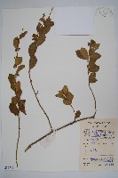 藏品(武靴藤)的圖片