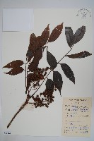 藏品(野漆、木臘樹)的圖片