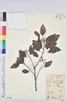 藏品(白臼)的圖片