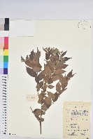 藏品(香葵)的圖片