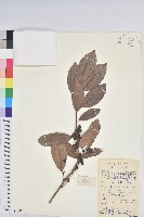 藏品(銀柴)的圖片