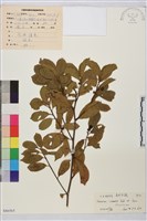 藏品(鈍齒鼠李)的圖片