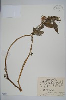 藏品(睫毛萼鳳仙花)的圖片