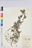 藏品(鐵莧菜)的圖片