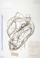 藏品(無根草)的圖片