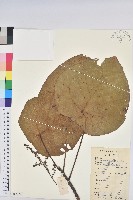 藏品(中平樹)的圖片