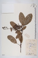 藏品(牛耳楓)的圖片