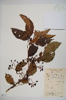 藏品(淡黃莢迷)的圖片