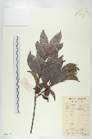 藏品(山紅柿)的圖片