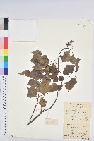 藏品(烏臼)的圖片