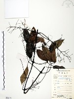 藏品(柱果鐵線蓮)的圖片