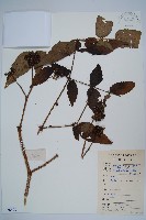 藏品(長刺蔥木)的圖片