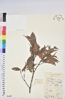 藏品(長尾栲、長尾柯、長尾尖葉櫧)的圖片