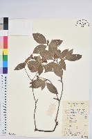 藏品(吊鐘花)的圖片