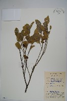 藏品(亮葉冬青)的圖片