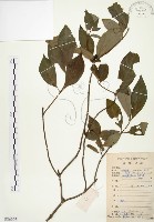 藏品(毛玉葉金花)的圖片