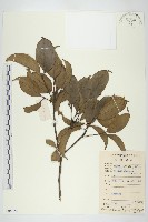 藏品(香港四照花)的圖片