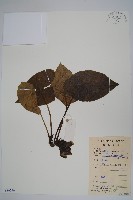 藏品(金耳環)的圖片